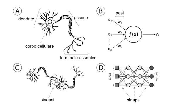 Reti neurali artificiali e naturali a confronto